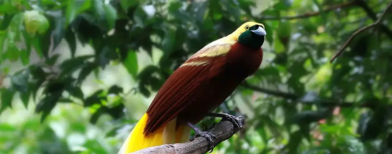 Burung Cendrawasih