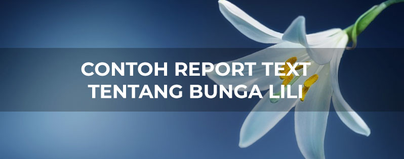 Contoh Report Text Tentang Bunga Lili Bahasaenglish Com