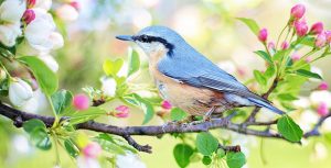 Contoh Soal Report Teks Tentang Burung, Beserta Kunci Jawabannya