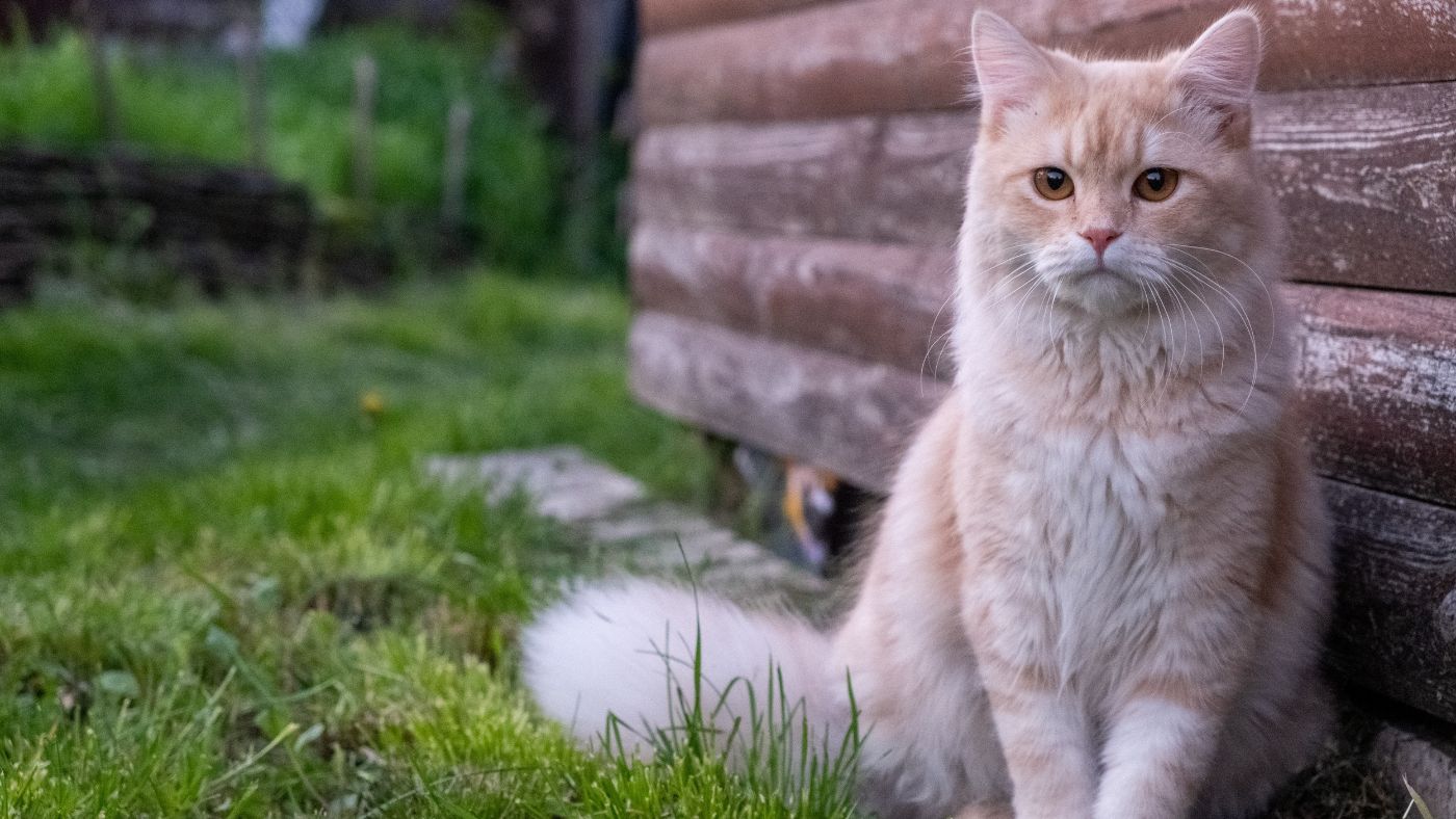 Descriptive text tentang cat