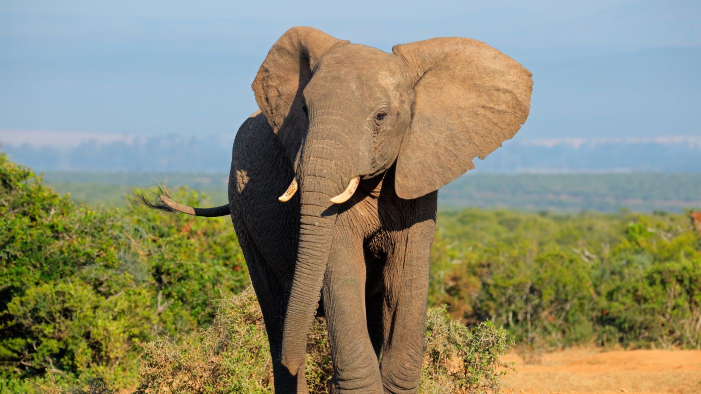 Contoh Descriptive Text tentang Hewan 2: Elephant