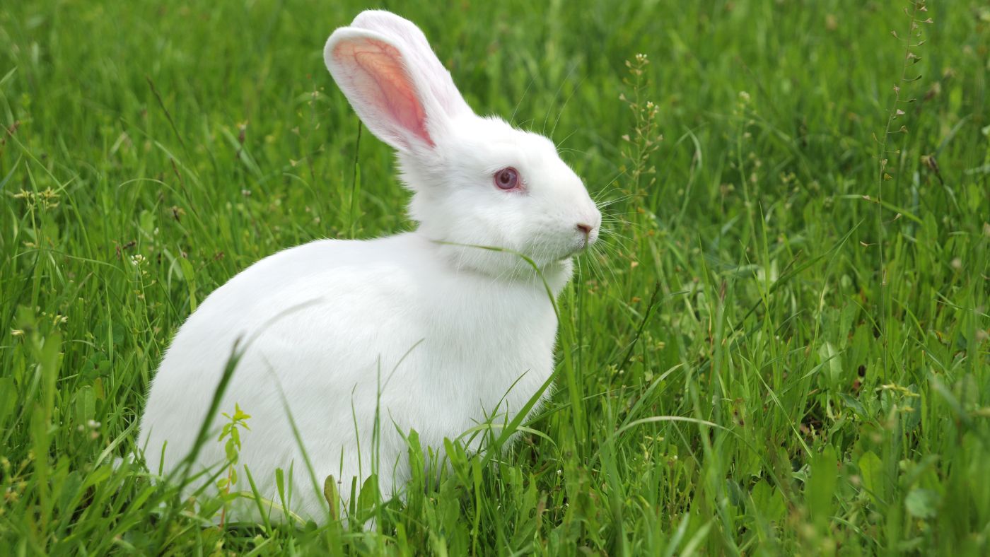 Contoh Descriptive Text tentang Hewan 3: Rabbit