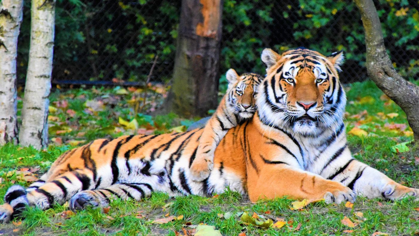 Contoh Descriptive Text tentang Hewan 4: Tiger