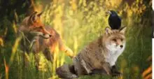 the Fox and the Crow